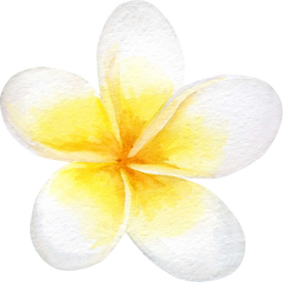 Tropical Plumeria Flower Watercolor Hand-Painted